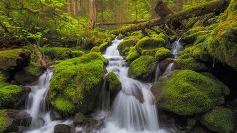Algae Covered Rocks Waterfalls Stream Woods Green Trees Bushes Hd