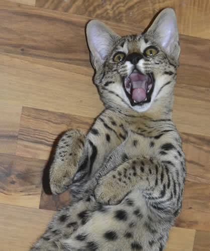 They are highly intelligent cats and learn quickly. F1 Savannah Cat Queens Mommies of our F2 Savannah Kittens ...