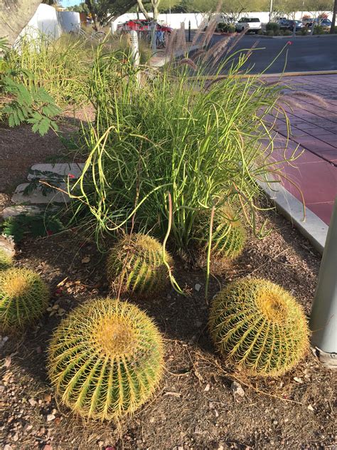 The most common mistake made with these plants is overwatering. What are these guys in Scottsdale? Similar to a pencil ...