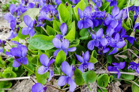 Viola Odorata Scentscented Violet Flower Forest Blooming