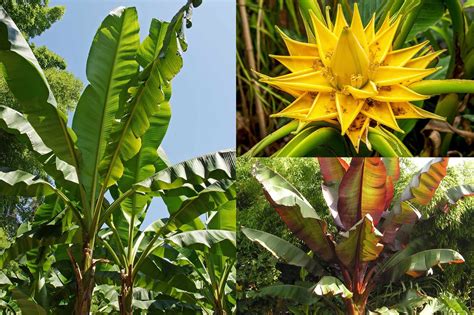 Banana plants from Blooming Direct | Plants, Cool plants, Pretty plants