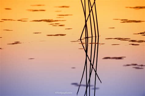 Reeds Reflecting In Sunset — Photo Tours