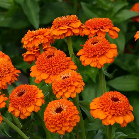 Use them in containers or beds and borders and water regularly until the plants are established. 15 Plants That Bloom All Summer Long | Annual flowers ...
