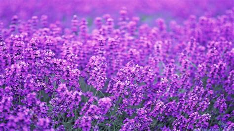 67 Lavender Flower Wallpaper Wallpapersafari