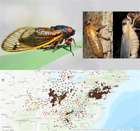 Brood X Periodical Cicadas Periodical Cicadas Cicada Brooding
