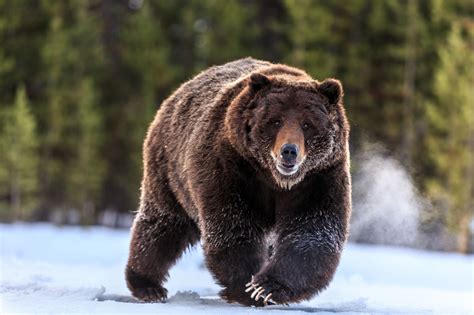 Free Photo Grizzly Bears Animal Bear Brown Free Download Jooinn