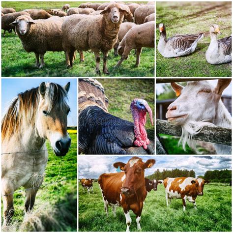 Agricultural Collage With Various Farm Animals Stock Photo Image Of