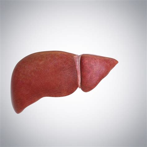 3d Model Human Liver Turbosquid 1175178