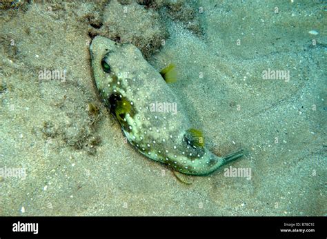 Striped Belly Puffer Fish Camouflaged In Sand Stock Photo Alamy