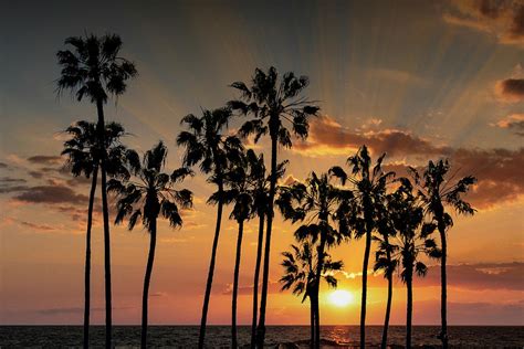 Palm Trees With Sunset By Cabrillo Beach In Los Angeles Photograph By