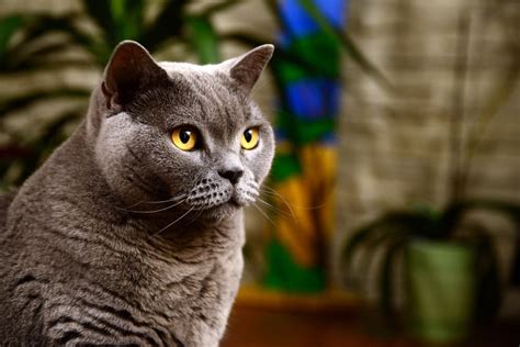 British Shorthair Cat Traits And Facts Great Pet Care