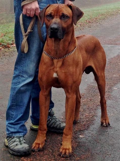 More detailed vehicle information, including pictures. Big rhodesian ridgeback