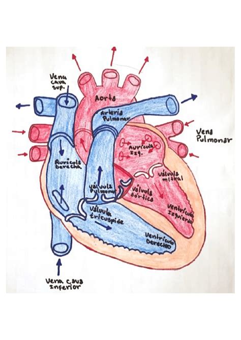 Dibujo De Corazón Humano Apuntes De Anatomía Docsity