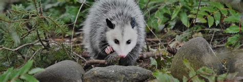 Opossum Removal Arete Pest Control Wild Life Removal Services