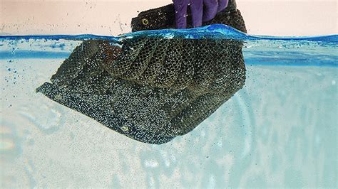 The Latest Solution For Cleaning Up Oil Spills It’s A Sponge