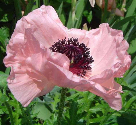 Pink Poppy My First Poppy Picture D I Was Amazed At How Flickr