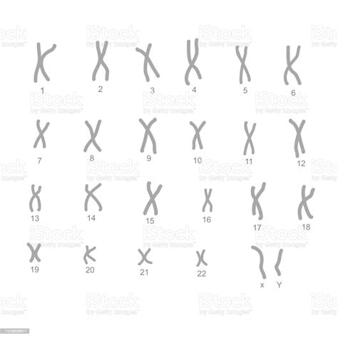 The 23 Pairs Of Chromosome Structure In Normal One Cell That Including