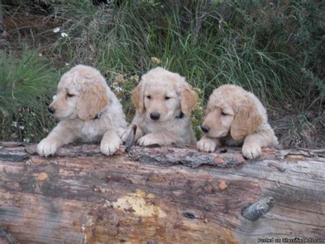 Purebred Golden Retriever Puppies For Sale In Tucson Arizona
