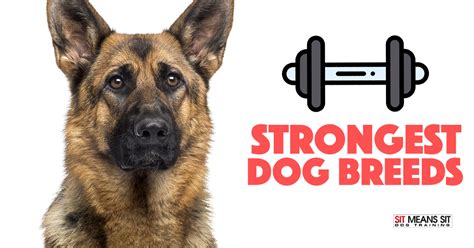 The Strongest Dog Breeds Sit Means Sit Dog Training Aliante And Summerlin