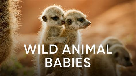 Wild Animal Babies Sky Nature Available Now Youtube