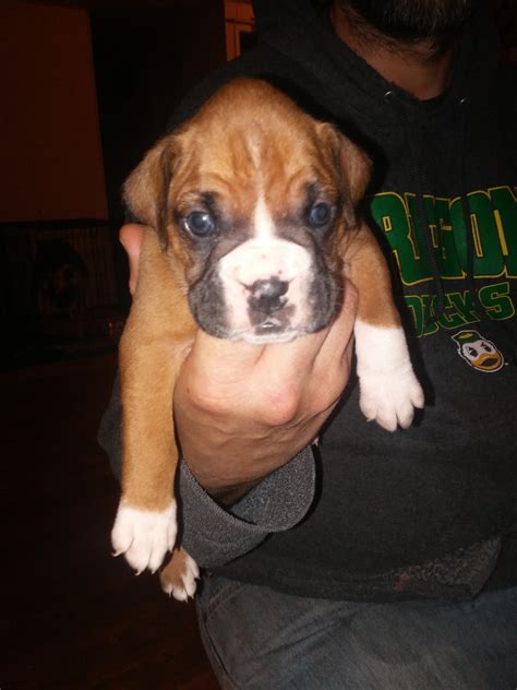 Boxer puppies brindle fawn and flashy ckc registered two females four males vet checked and up to date on shots dewclaws and tails done and dewormed … big, beautiful seventyfive lbs flashy fawn boxer for sale. Boxer Puppies For Sale | Salem, OR #191999 | Petzlover