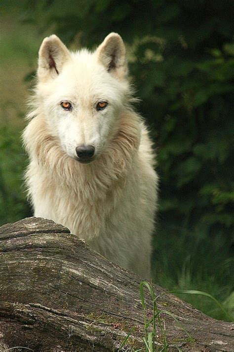Beautiful Wildlife Arctic Wolf By Gérard Chatenet Wolf Dog