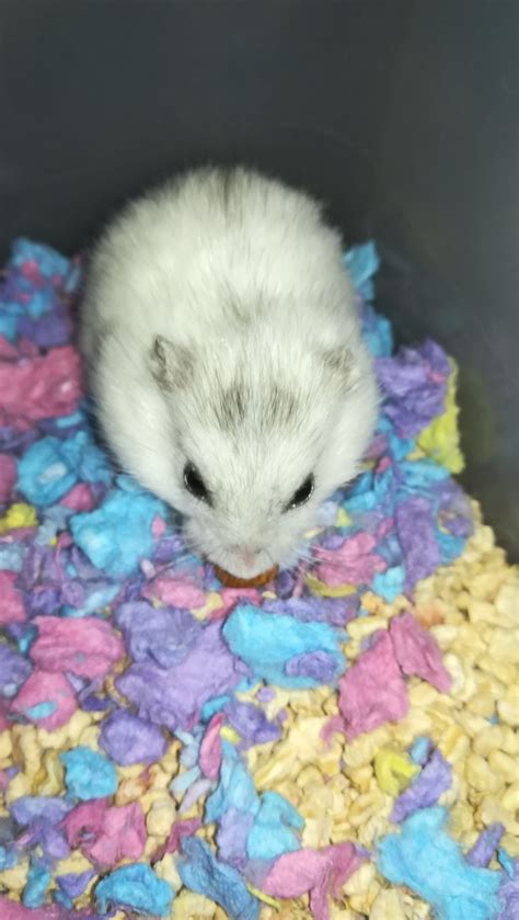 I Have A Winter White Dwarf Hamster And My Mom Told Me She May Get