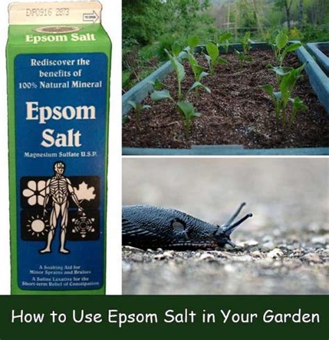 How To Use Epsom Salt In Your Garden Home And Gardening Ideas