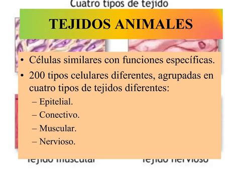 Ppt Tejidos Animales Powerpoint Presentation Free Download Id884491