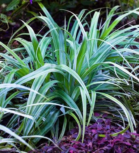 Add Sparkle To Shade With Silver Shadow Astelia Sunset Plant Collection