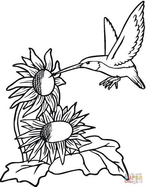 Color our free sunflower coloring page for adults that's a realistic flower coloring page. Hummingbird With Sunflowers | Sunflower coloring pages ...