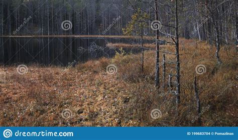 Autumn Northern Boggy Lake Stock Photo Image Of Environment 199683704