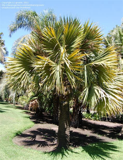 Plantfiles Pictures Sabal Species Dominican Palm Hispaniola Palmetto