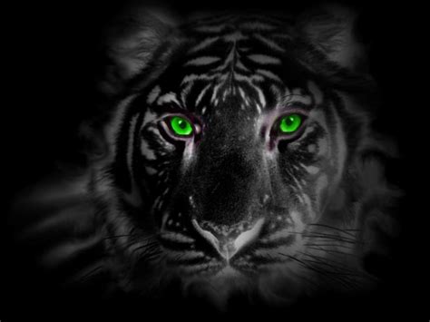 Black Panther Eyes Wallpaper Green Eye Tiger By Tigerallied Laminas