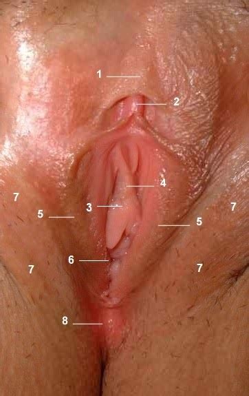 Vagina Owner S Manual Anatomy The Clitoris