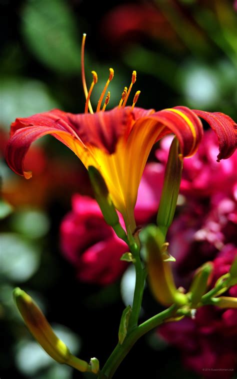 Egal ob rosen, tulpen oder eine schöne. 1600x2560 Tapeten Blumen. 1600x2560 Phablet: Android-Handy ...