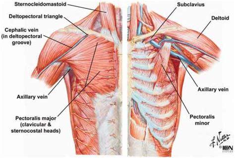 Muscles Of The Thoracic Wall Heart Failure Guws Medical