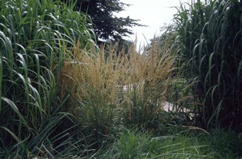 Calamagrostis × Acutiflora Andkarl Foersterand Feather Reed Grass Andkarl