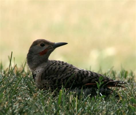 Gumbo Lily Northern Flicker Baby