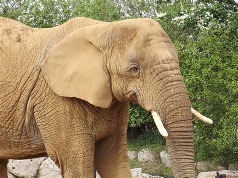 Free Photo Elephant Ears Face Large Animal Free Image On Pixabay