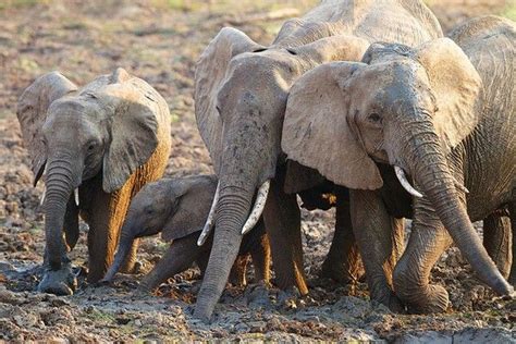 Pin On Elephants Rhinos And Hippos