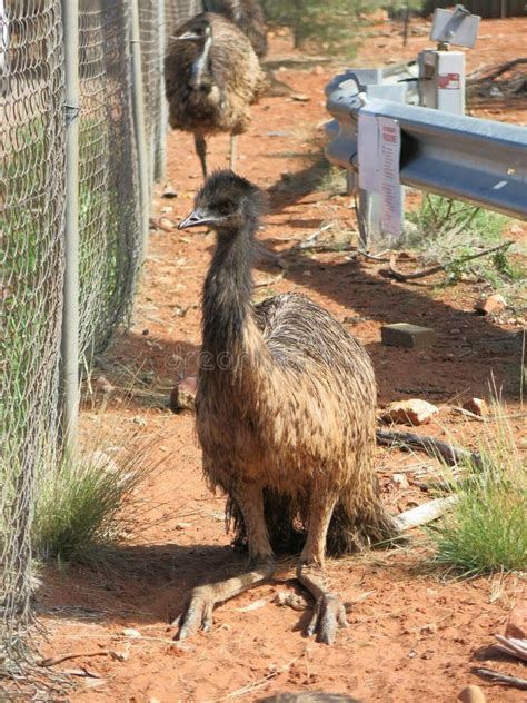 Emus Australia Stock Image Image Of Head Bird Flightless 65769589