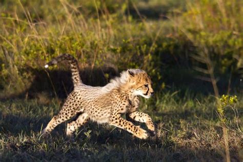 The Complete Baby Cheetah Story From Birth To Predator