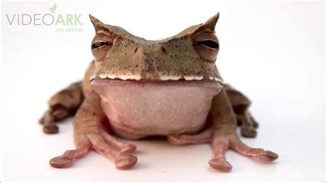 An Endangered Horned Marsupial Frog Gastrotheca Cornuta Youtube