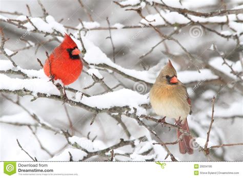 Northern Cardinals In Winter Pair Of Northern Cardinal Cardinalis