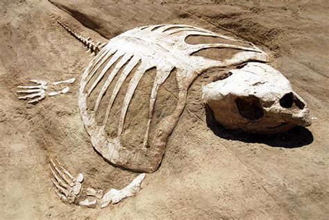 Detect Newly Hatched 54 Million Year Old Sea Turtle Recreates Ancient