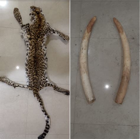 Wildlife Trafficking Leopard Skin Elephant Ivory Seized In Odisha 2