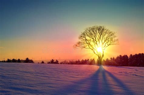 Winter Sunset Landscape With Tree And Snow Field Stock Image Image
