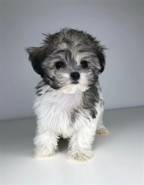 Maybe you would like to learn more about one of these? Teacup maltipoo maltese poodle Puppy! holly | iHeartTeacups