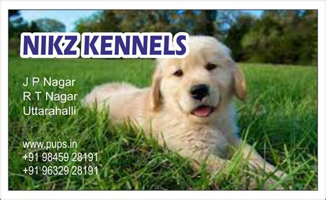 Golden Retriever - Nikz Kennels